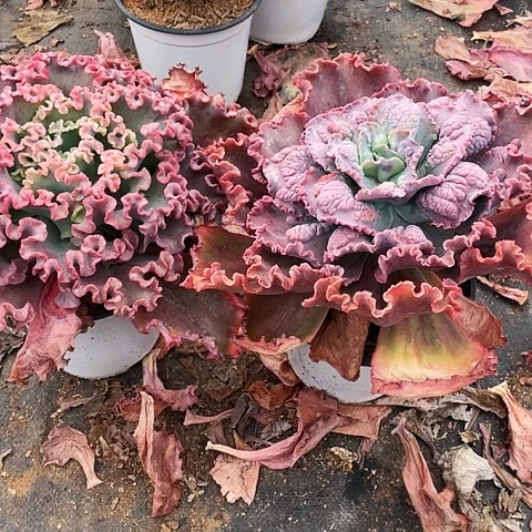 @**姐包菜系列女王，嘉年华2颗一组