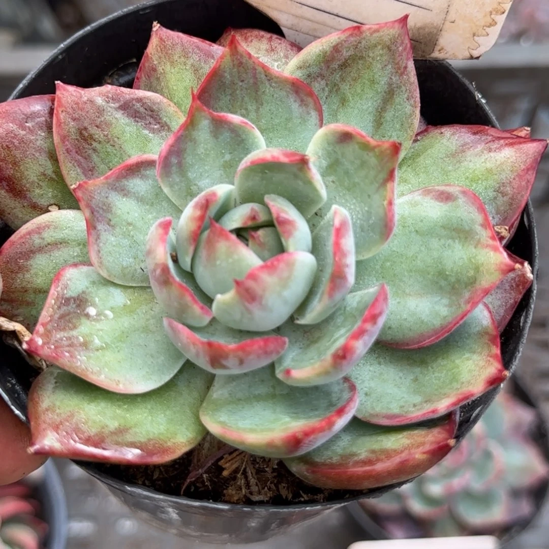 惊鸿一物一拍包装收缩花旱623