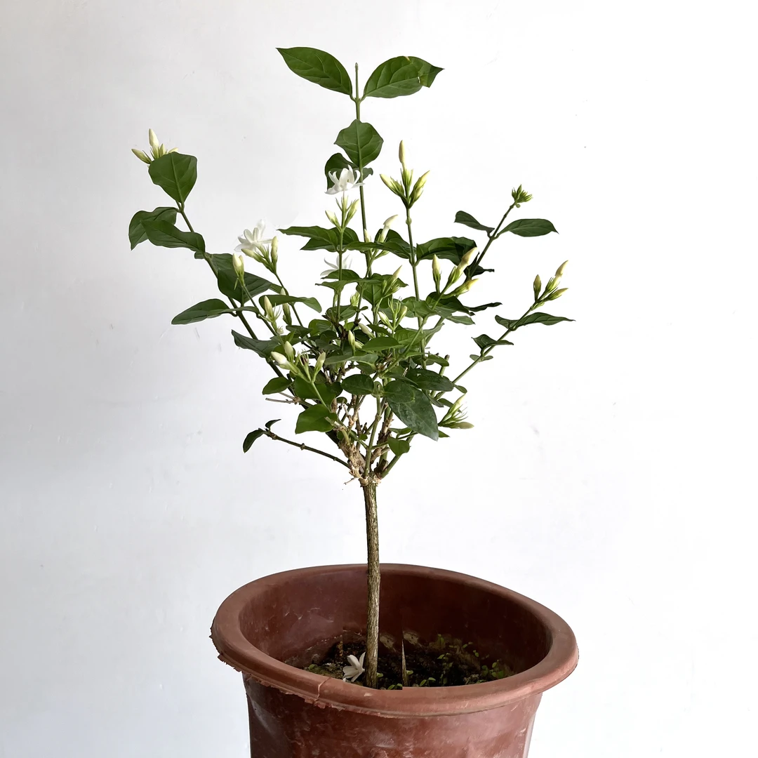 笔尖茉莉花盆栽当前无花苞浓香型品种茉莉原盆原土耐热好养花卉