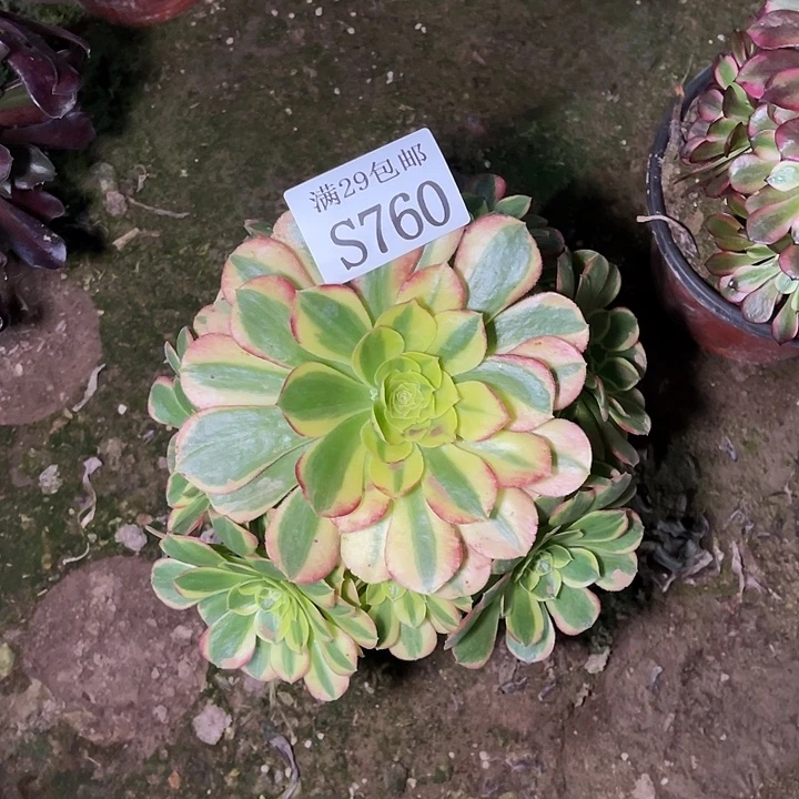 760奶白多肉植物