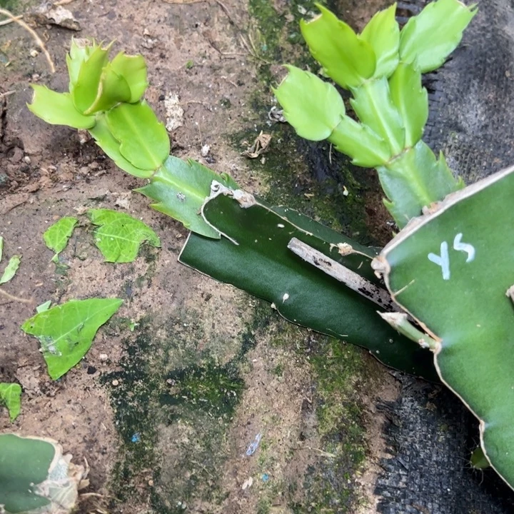 雅思嫁接一代小苗一颗50