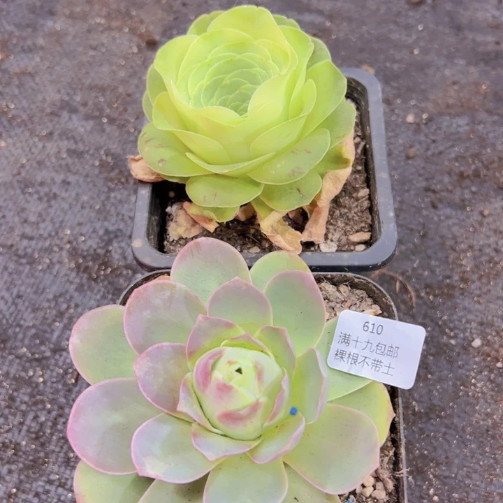 610 福利裸根不带土发货