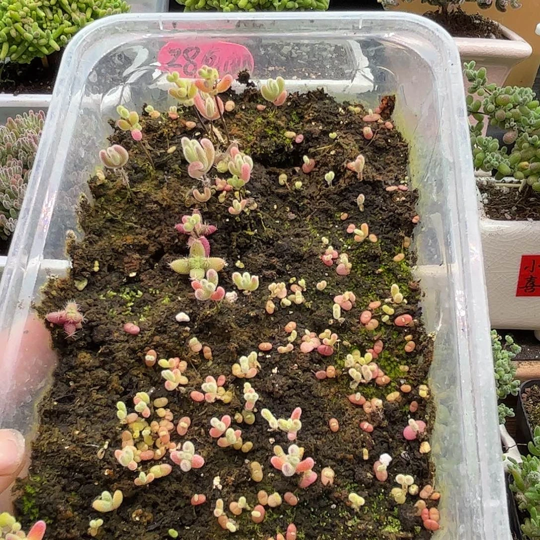 ****$混播切糕优选枝干