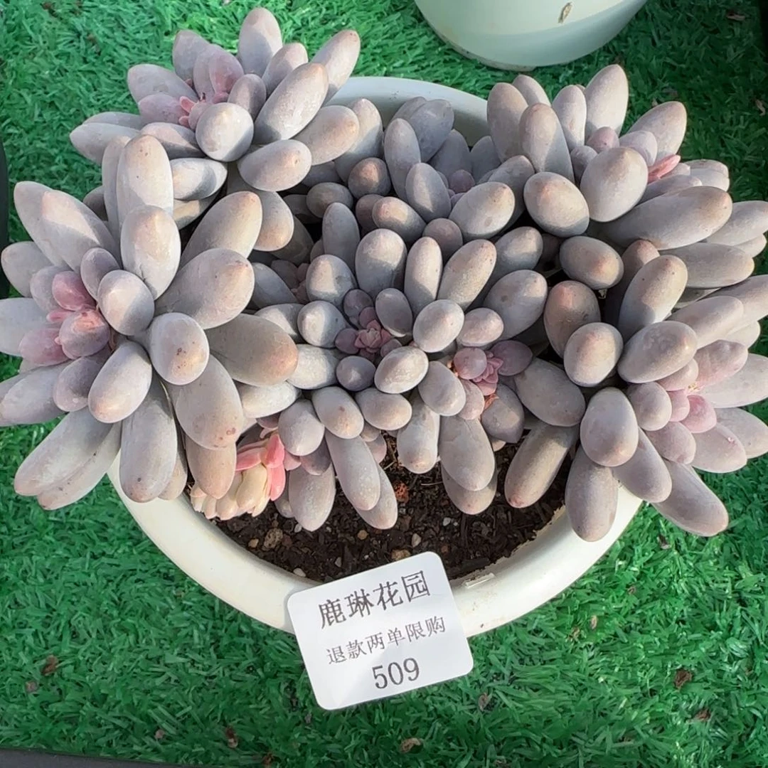 闪购精品多肉509号