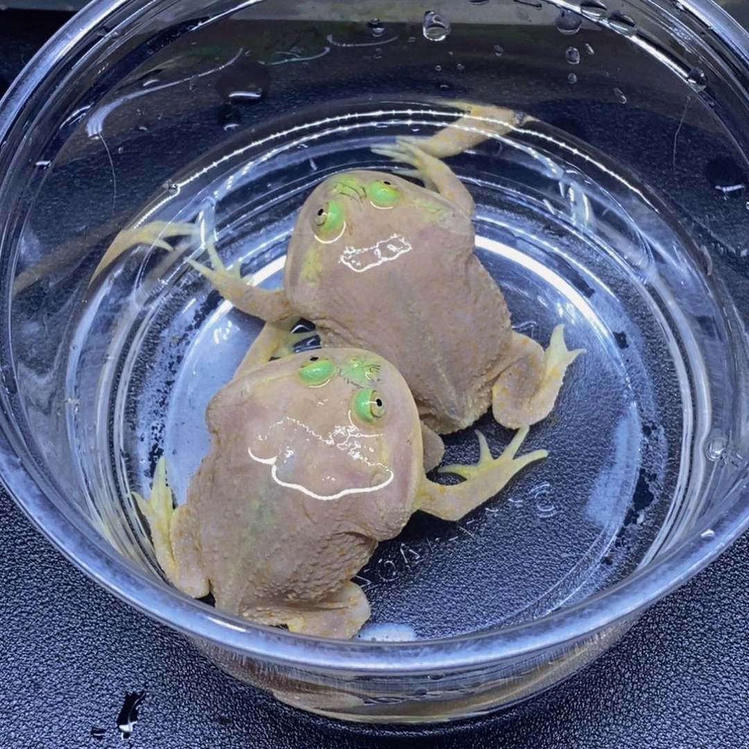 角蛙角蛙闪购专属链接