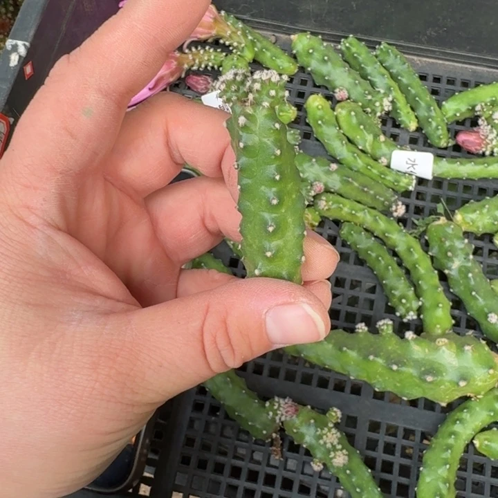 244水仙晴朗无根侧牙5公分左右软