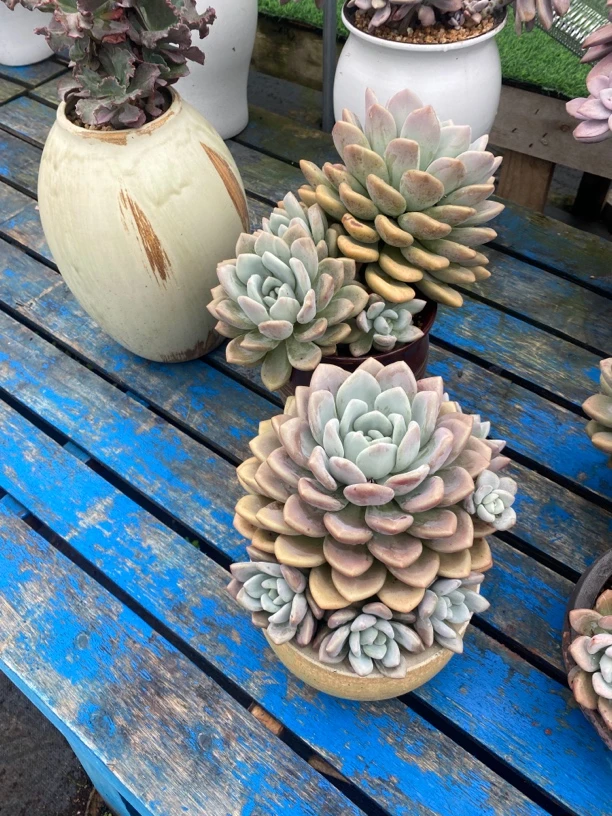 多种款式多肉植物适合阳台办公室庭院种植
