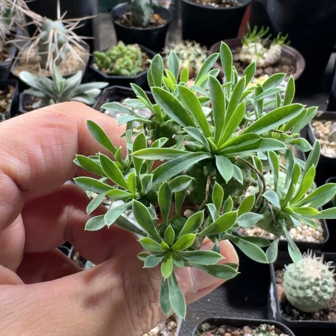 921峨眉山脱土发货