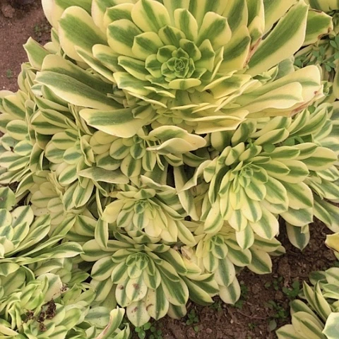 ?**?2.20-9金丝翡翠多肉植物