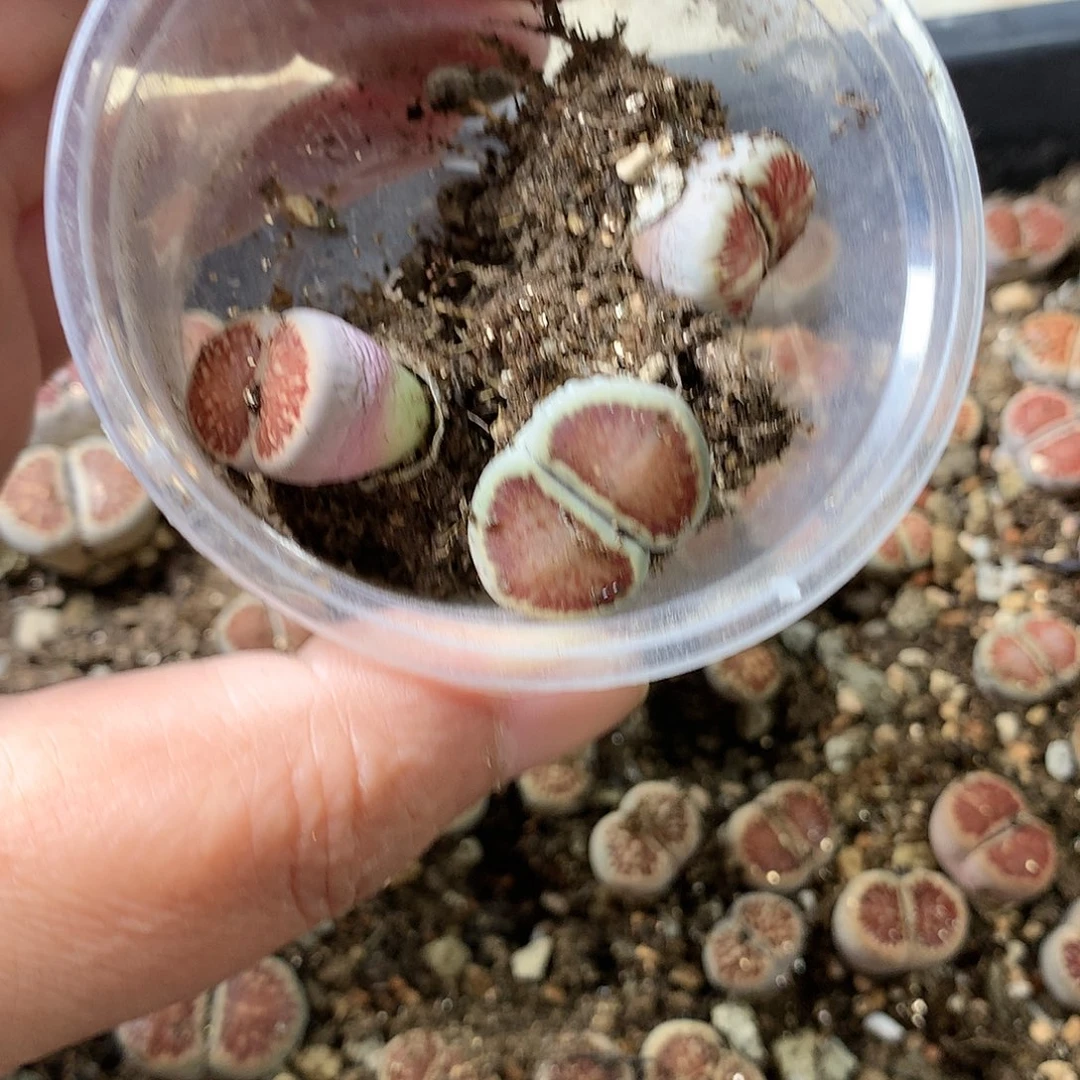菲*G398多肉植物保护