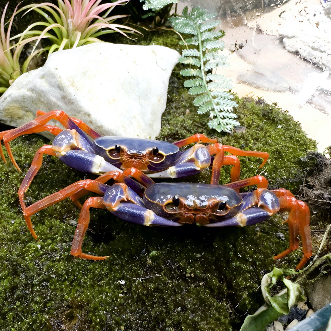 广西平果内溪蟹彩虹内溪蟹