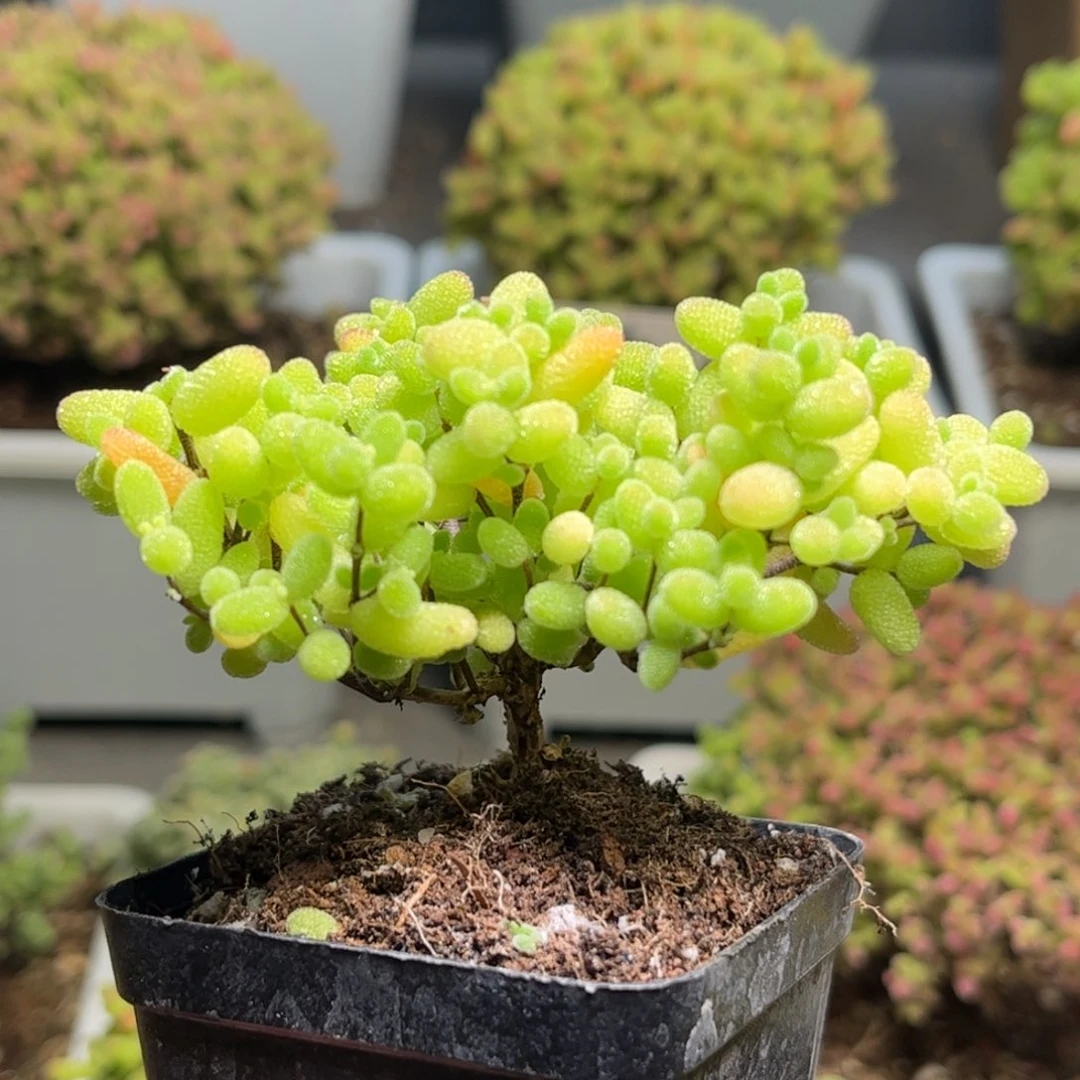 008蜜桔糖球优选枝干