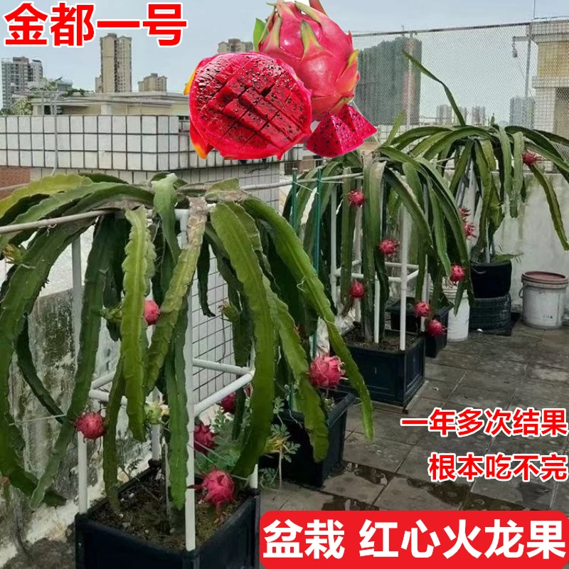 家庭花园地栽火龙果苗红心火龙果树苗四季种植阳台楼顶都可以盆栽