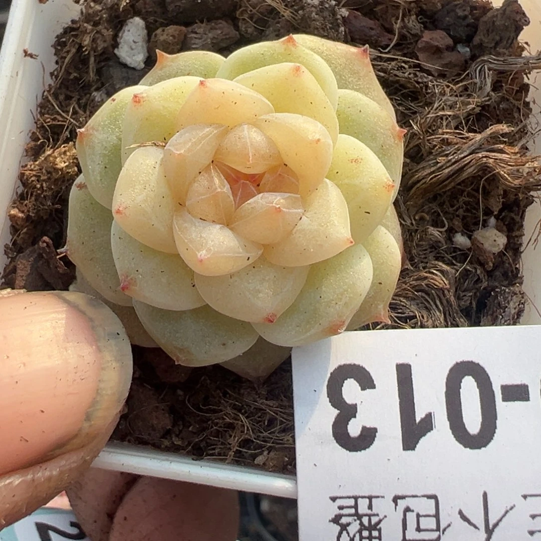 小卡拉米糖心一物一拍20-13