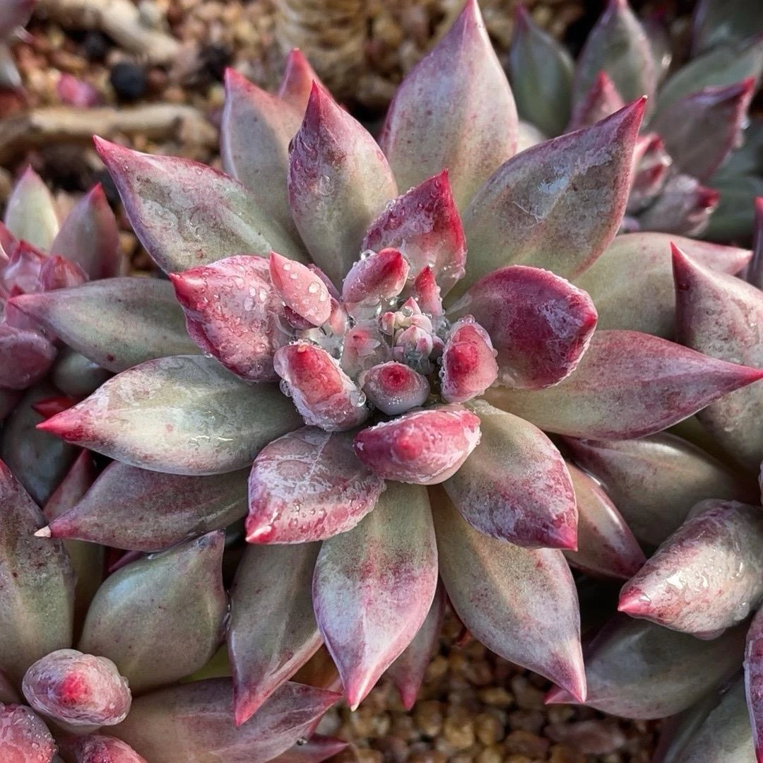 景诚园艺多肉植物绿植多用链接