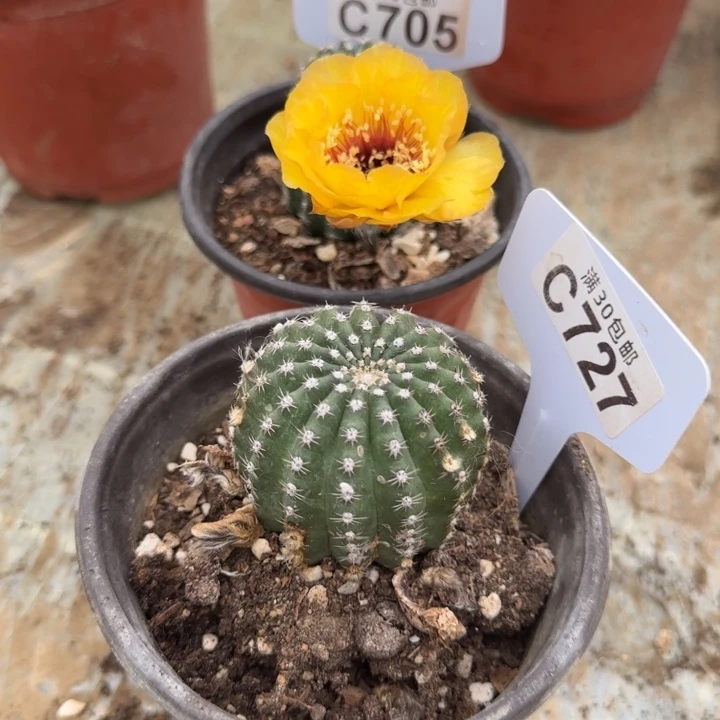 C727微瑕黄黑猴满20包邮