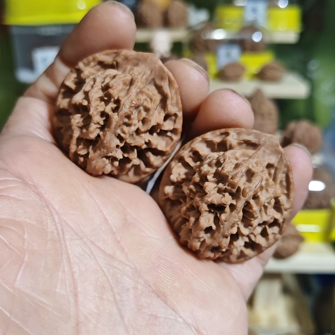 40加尺寸，秦岭野生官帽