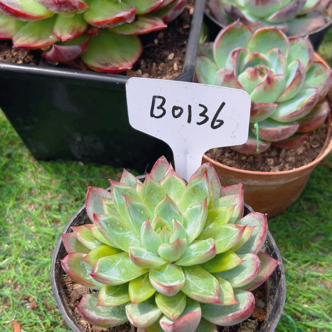 孤品B0136号一物一拍