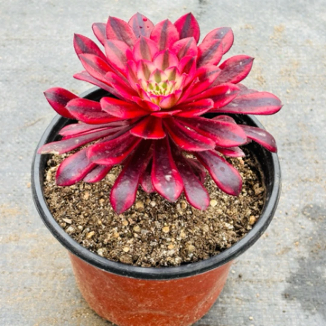 多肉法师单头小苗，一元包邮。植物特性脱土发不包断枝断叶