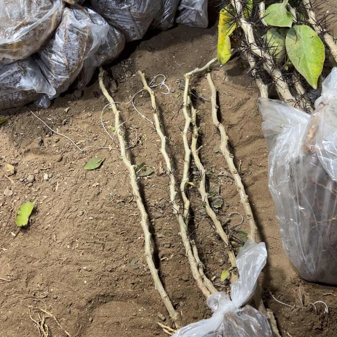 50公分直杆叶仙五颗编号103