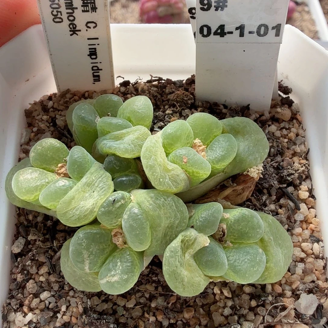 多肉植物多肉植物多肉植物