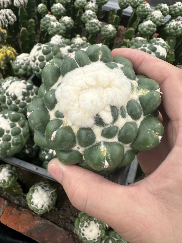 仙人球直播综合链接蜘蛛眼无刺象牙