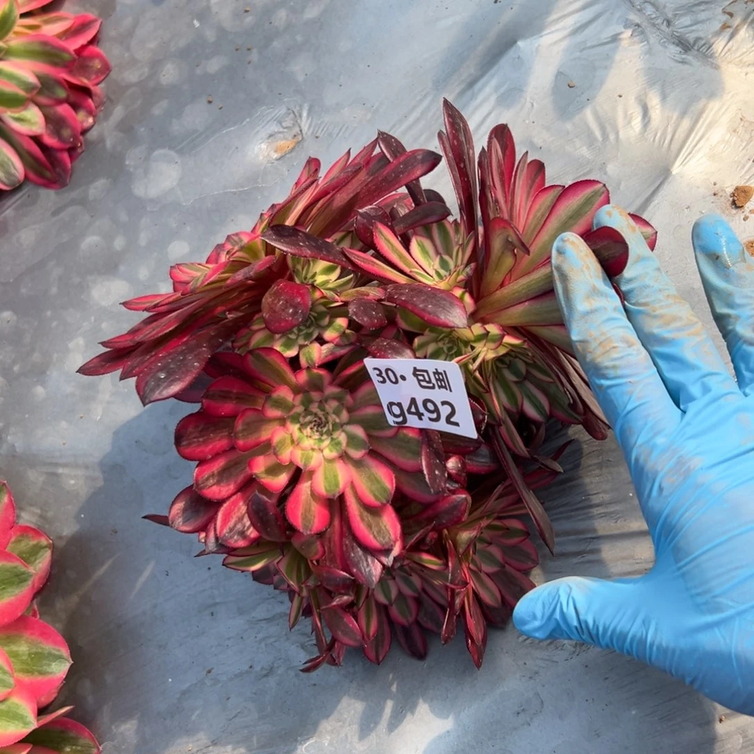 492 多肉法师红铜白