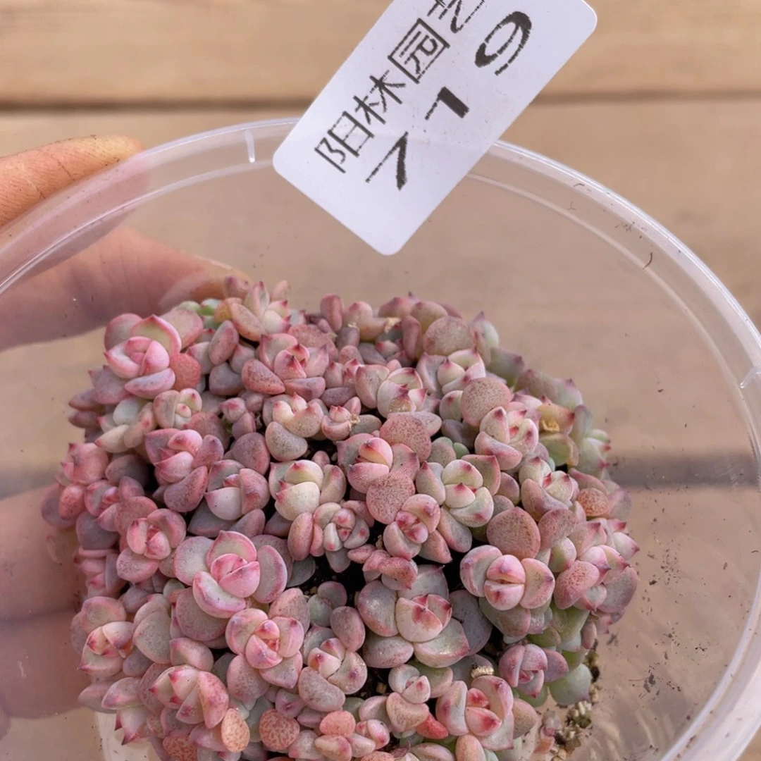 哦**喽多肉植物多肉植物719