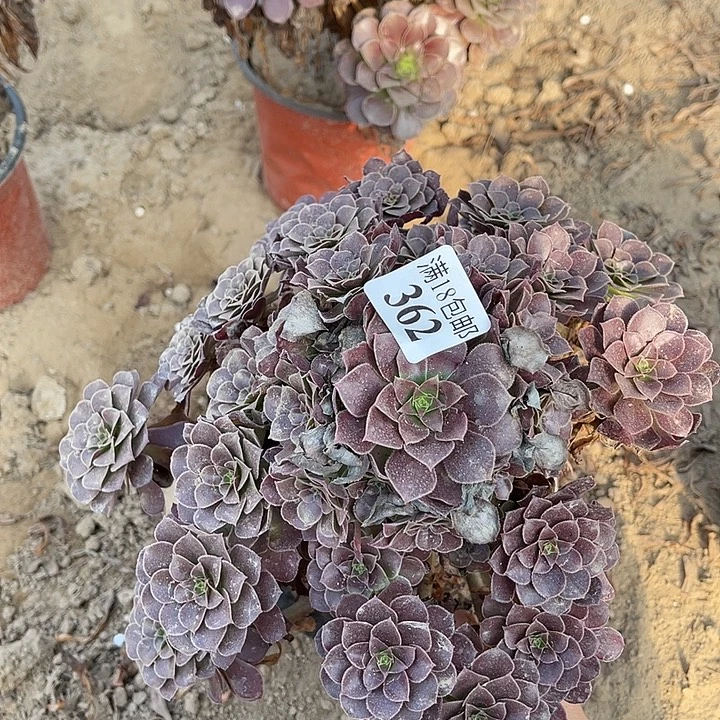 362荷兰玫瑰手捧4