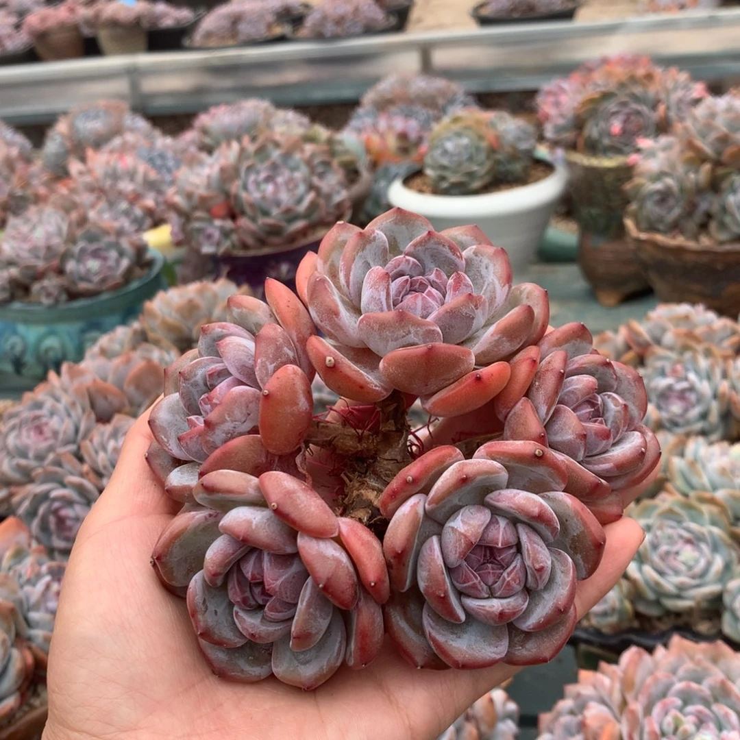 无花朵有瑕疵哈哈哈哈哈哈哈哈