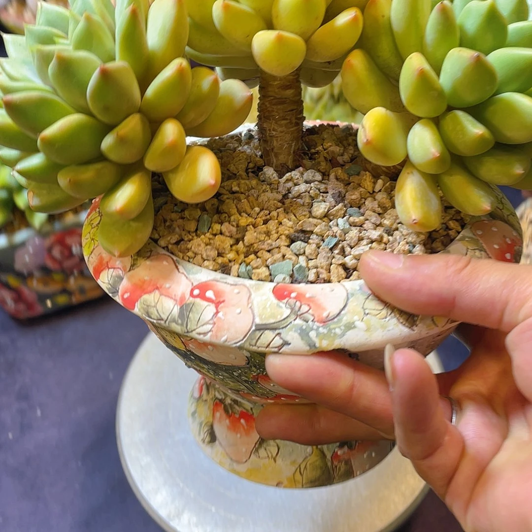 多肉植物脱土包邮