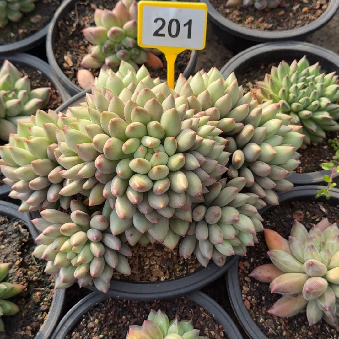 多肉植物言字群201