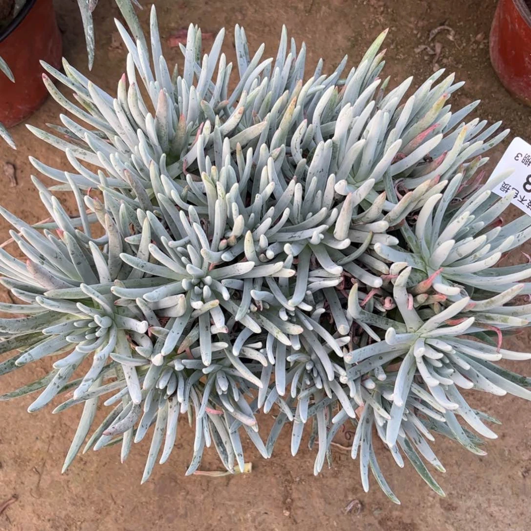  673爱杜丽丝多肉植物法师