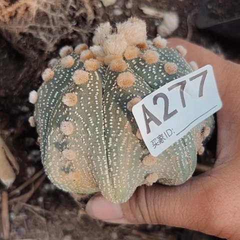 完全开放277嫁接兜