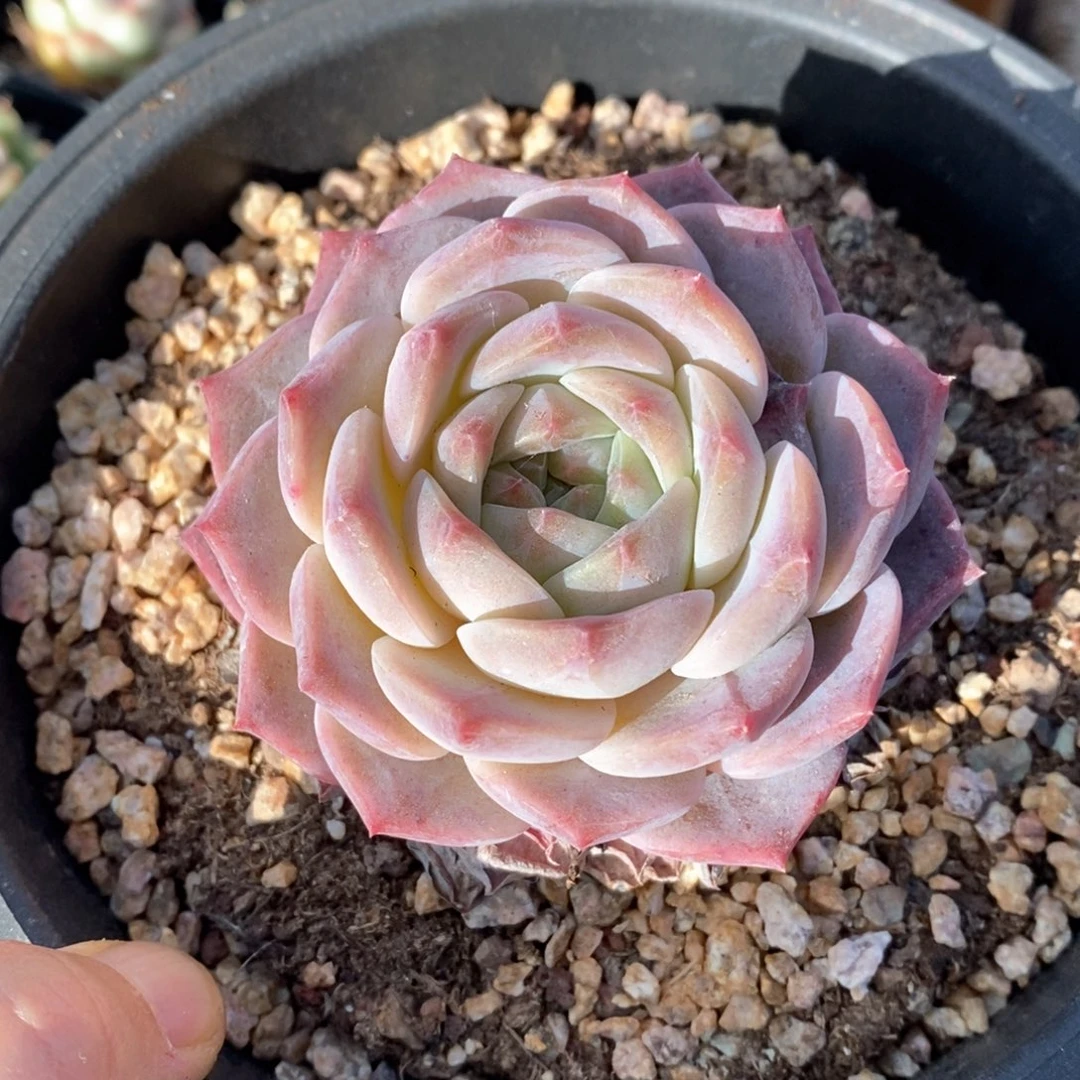 精品多肉一物一拍140