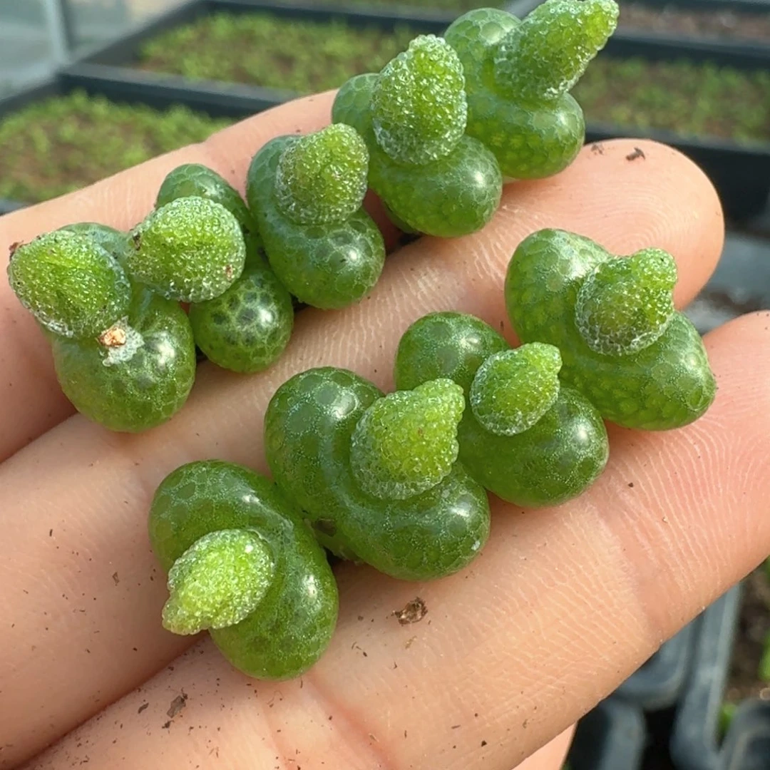 26妖奇玉九颗带花苞