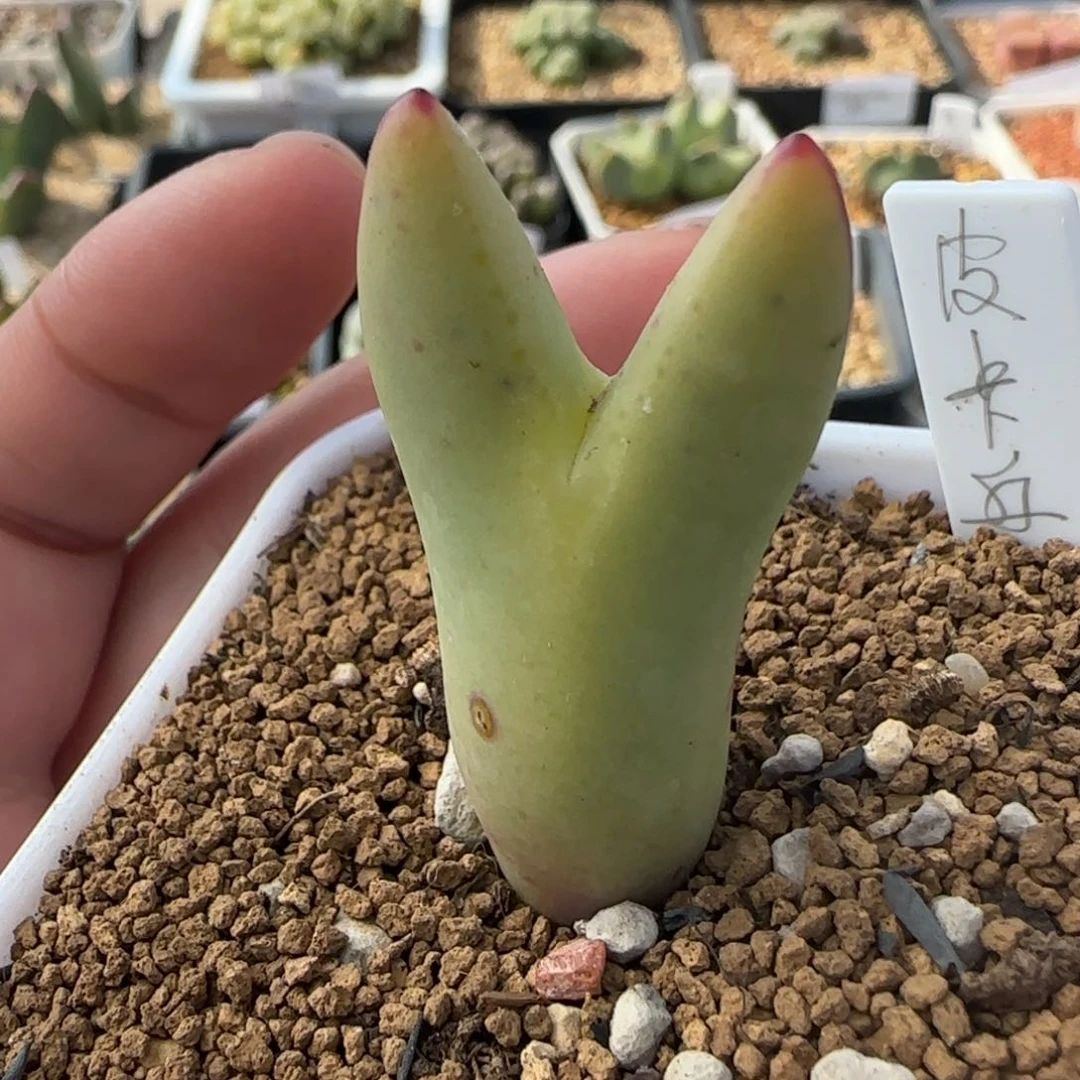 1.28多肉新年大福头皮卡丘137号