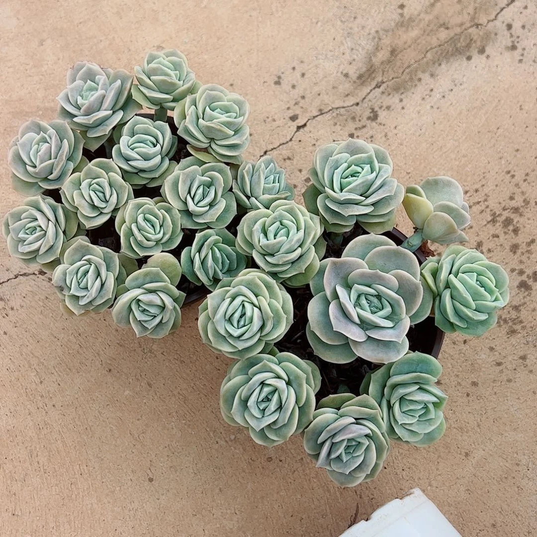 可爱玫瑰散装带盆土两盆