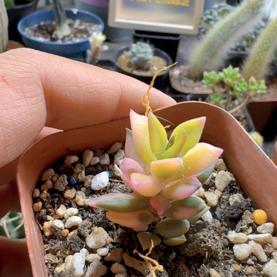 498春梦殿锦脱土发货