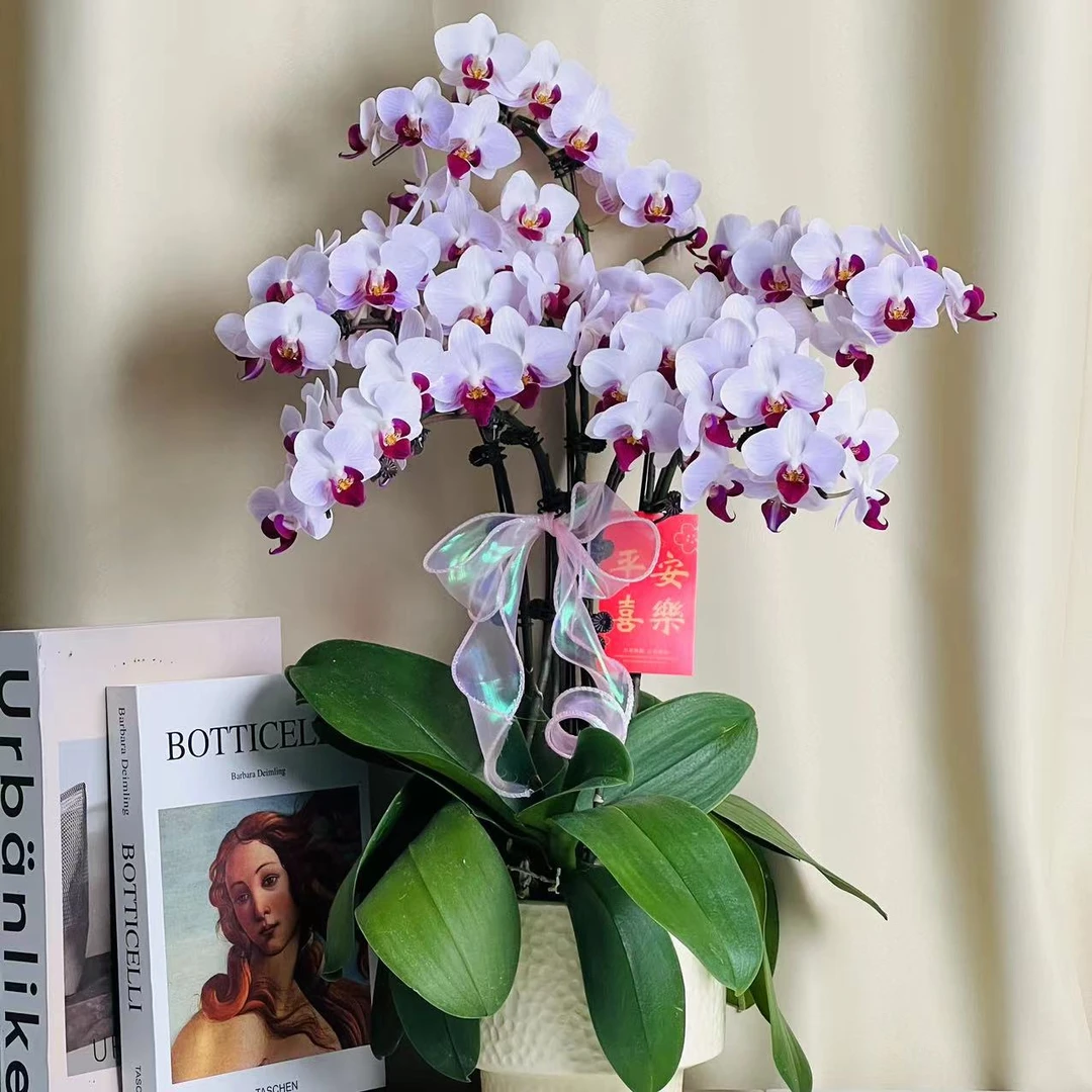 蝴蝶兰【貂蝉】粉白色花花，蝴蝶兰选美大赛第一名 好养耐养
