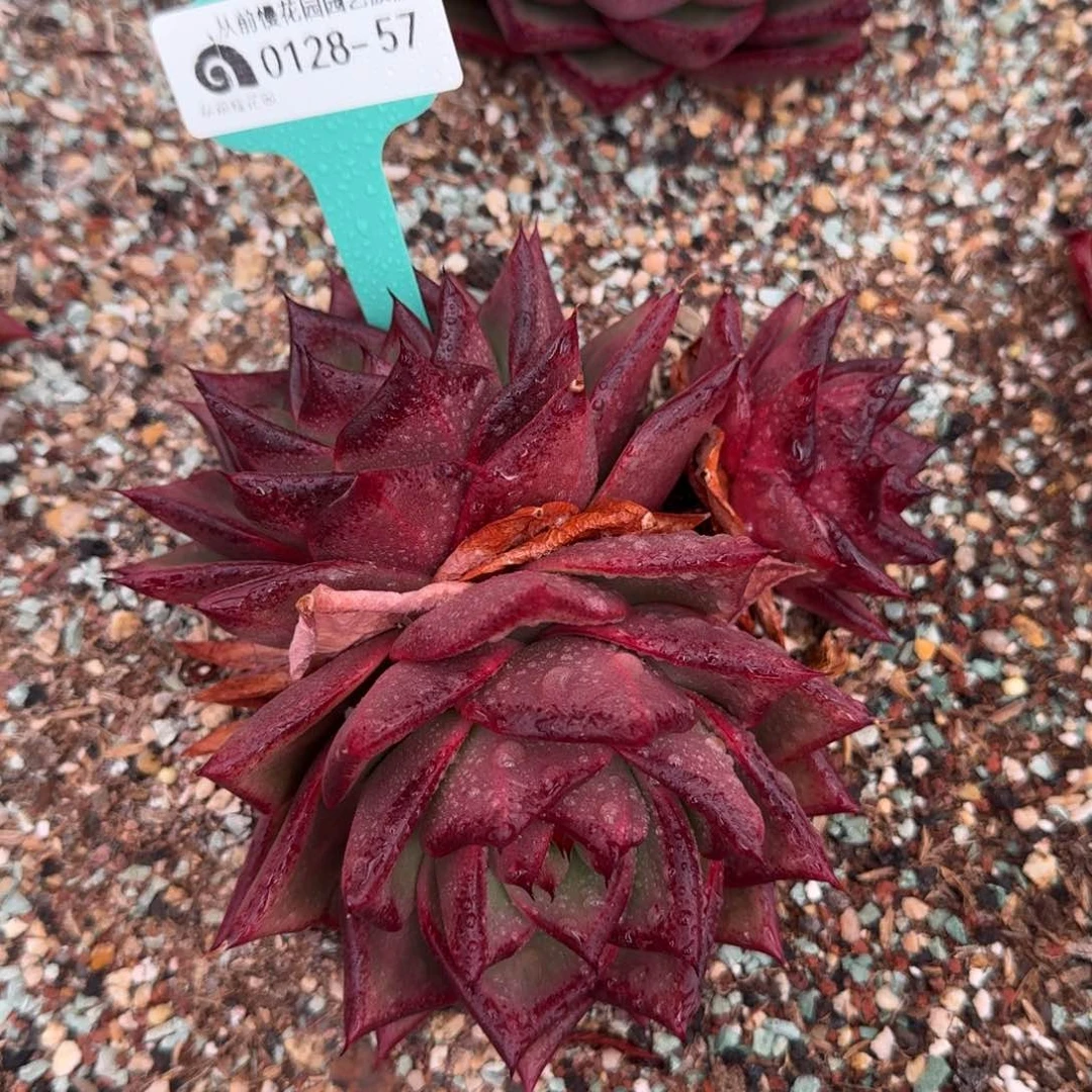 从前慢花园多肉0128-57