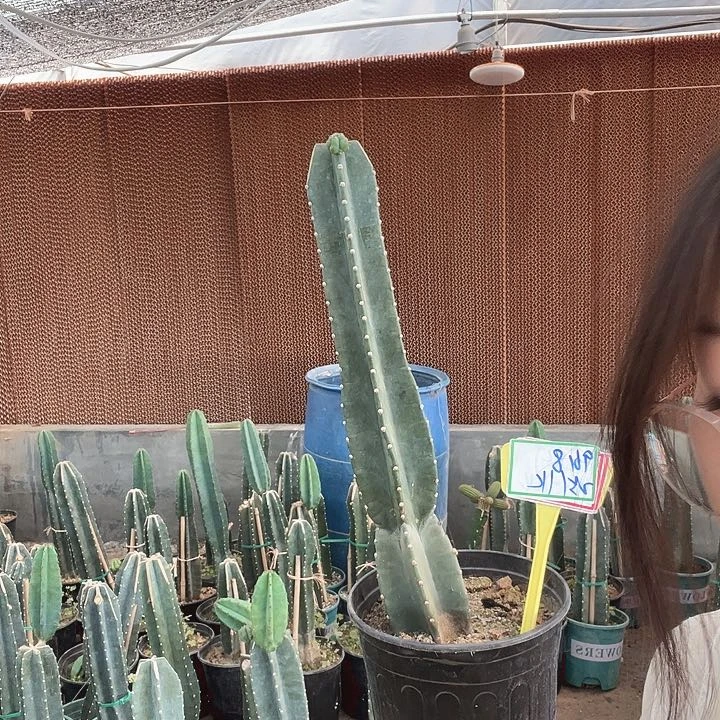 9618脱土发货无售后