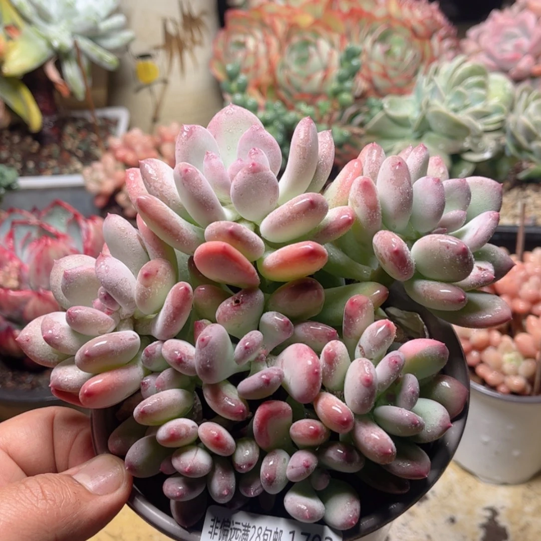 【闪购商品】1703三日月美人