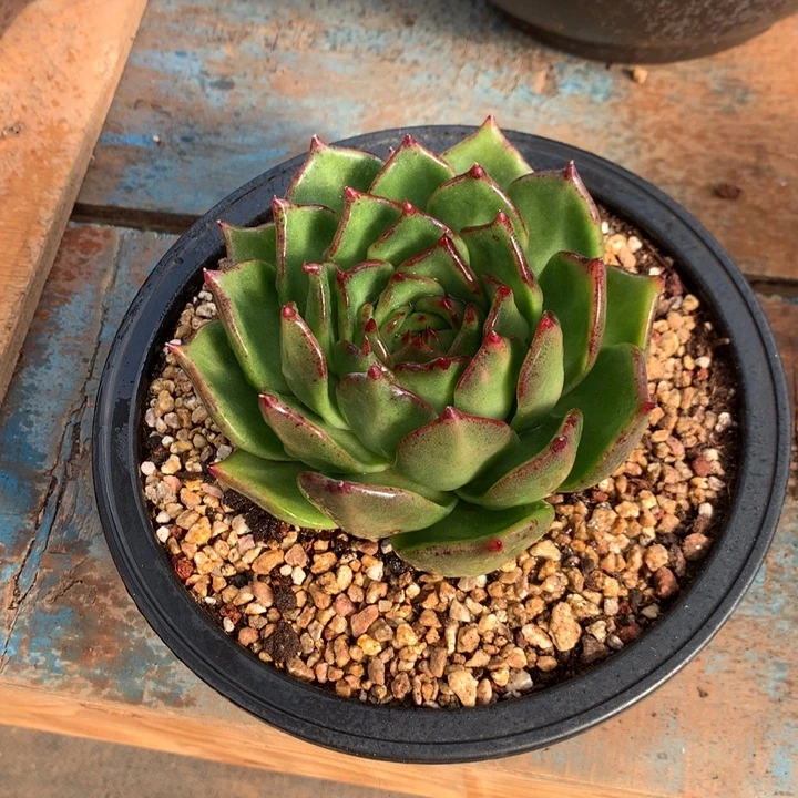 美肉特价活动开始啦