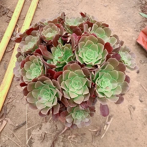 欧紫多肉植物法师6号