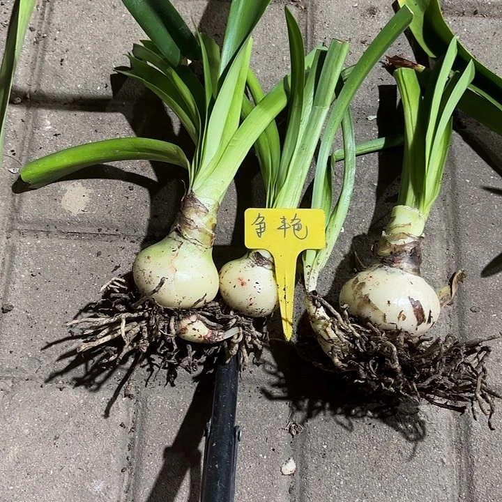 无花朵朱顶红争艳6.8+6.2+5