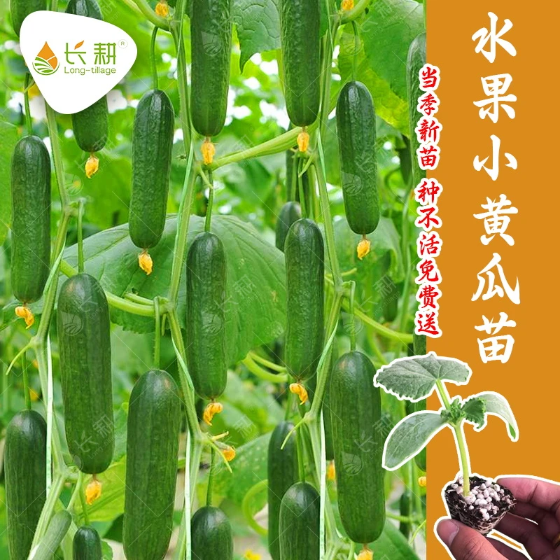 甜脆荷兰水果黄瓜苗子春秋四季阳台盆栽无刺小青瓜种籽秧苗蔬菜孑