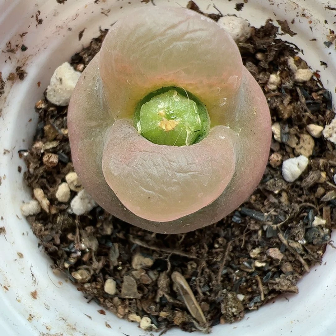 【闪购商品】220 福利