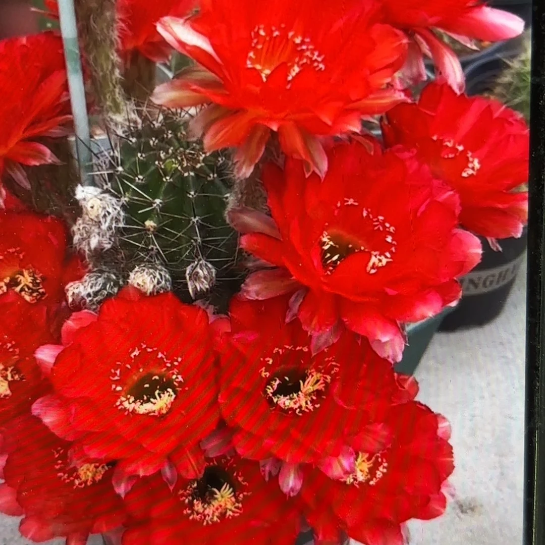 心火彩侧牙20包邮仙人球37