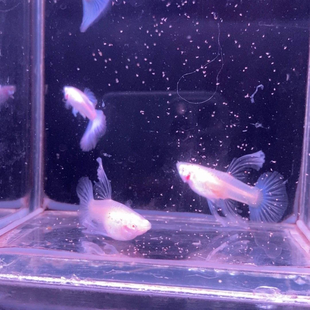 孔雀鱼精品蓝白两对
